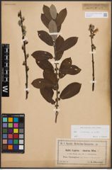 Foto von Salix cinerea L.